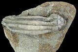 D Parascytalocrinus Crinoid Fossil - Crawfordsville #94779-2